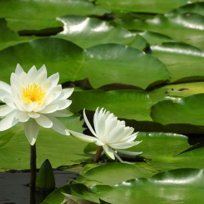 初夏の恵み・屋敷神のお稲荷様